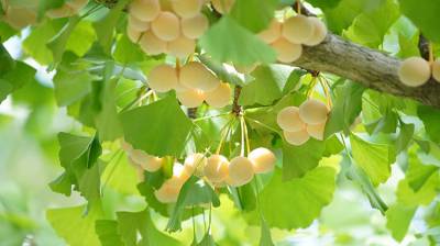 El ginkgo: Un árbol milenario que mejora el riego sanguíneo