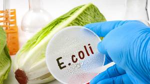 Bacteria E. coli