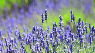 Lavanda: Mucho más que un fresco aroma