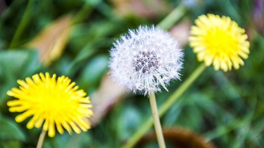 Diente De Leon Pesadilla De Tu Jardin O Planta Medicinal